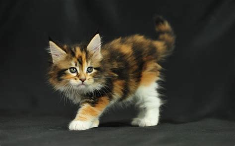 Ready to bring home a new feline pal? Maine Coon Kittens Adoption or Buy From A Breeder ...