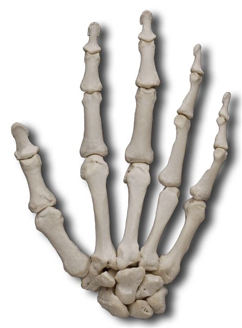 bones png 20 free Cliparts | Download images on Clipground 2021
