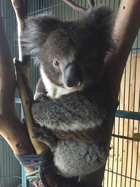 Adelaide And Hills Koala Rescue 1300koalaz Inc Bowen Rd Tea Tree