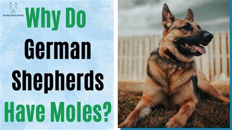 Why Do German Shepherds Have Moles Learn About Those Black Dots On