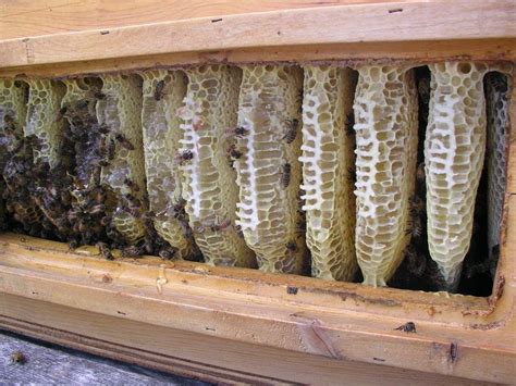 In addition to not needing foundation sheets, there are no wooden frames to assemble. Top bar hive full of sealed honey combs. | Beekeeping ...