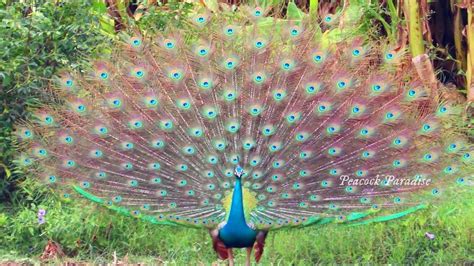 Most Beautiful And Rare Peacocks In The World Never Seen This Peacocks