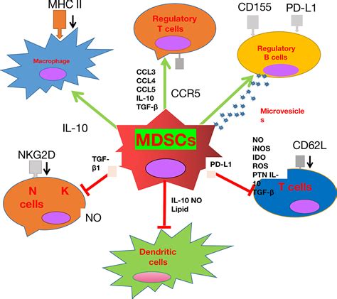 Frontiers Myeloidcells In The Immunosuppressive Microenvironment In Glioblastoma The
