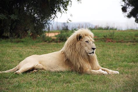 Best Lion Sitting Stock Photos Pictures And Royalty Free Images Istock