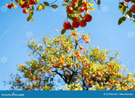 Orange Tree With Ripe Fruits Tangerine Branch Of Fresh Ripe Oranges
