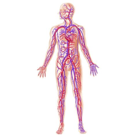 Anatomy Of Human Circulatory System Poster Print By Leonello Calvetti
