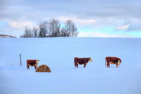 Cows In Snow A Vermont Winter Photograph By Joann Vitali Fine Art