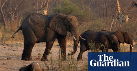 More Than 200 Elephants In Zimbabwe Die As Drought Crisis Deepens