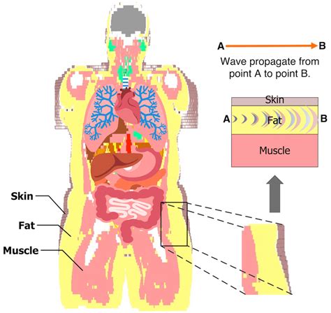 The Model Shows The Fat Tissue Surrounding The Vital Organs In The