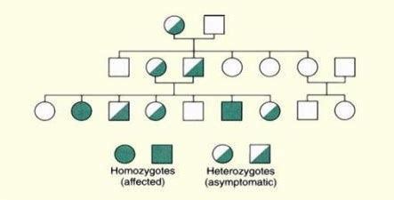 The other is the x chromosome. Recessive Inheritance - Genetics Generation