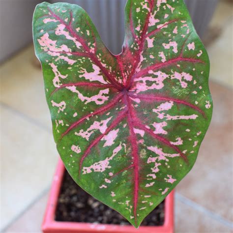 Caladium Hortulanum Pink Cloud Elephant Ear Pink Cloud In