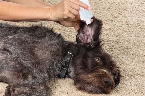 Dog Seasonal Allergies How To Spot Them And How To Help