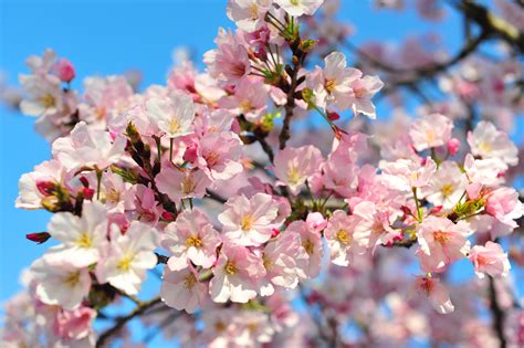 Cherry Blossom Cherry Blossom Season In Kawazu Japan Has Arrived Take