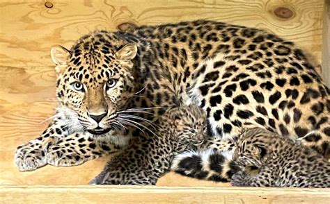 2 Critically Endangered Amur Leopard Cubs Born At St Louis Zoo
