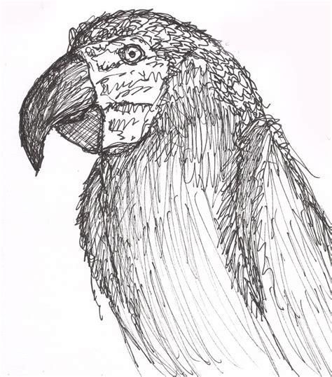 Parrot Sketch By Jt Xiii On Deviantart