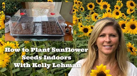How To Plant Sunflower Seeds Indoors With Kelly Lehman Youtube