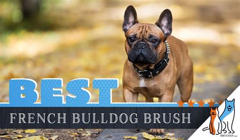 Deboned chicken, chicken meal while we think the american journey food above is the overall winner (and best value) for french bulldog owners, there are several other great. 7 Best Brushes for French Bulldog w/ Tips for Proper Brushing
