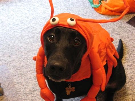 Lobster Dog Halloween Costume By Casual Canine Baxterboo