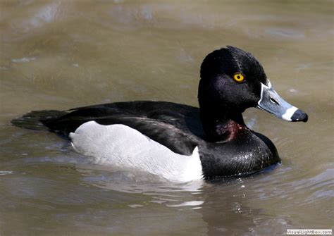 Identify Ring Necked Duck Wildfowl Photography