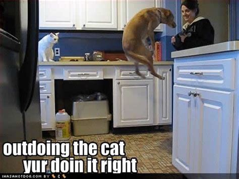 Cute cat pics with captions. Funny cat pictures with captions, cat pictures with ...