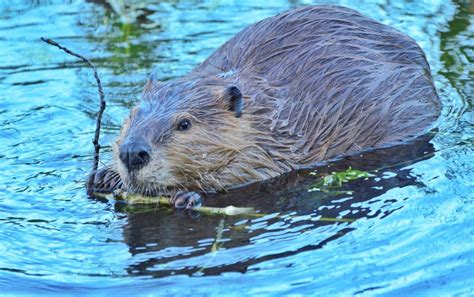 Its International Beaver Day — And Dam Time We Celebrate It Fix