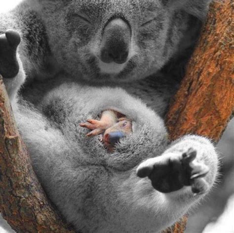 Mom And Baby Koala Bear Koalas Animals