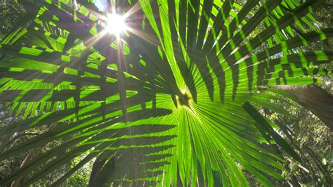 Wild Rainforest Jungle Palm Fronds Ecosystem In Natural Lush Forest