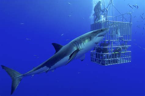 Cage Diving With Great White Sharks In Mexico Memugaa