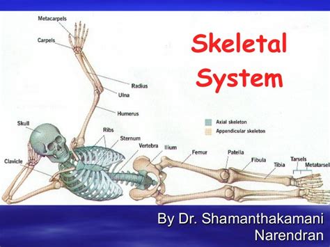 03 Skeletal Systemppt