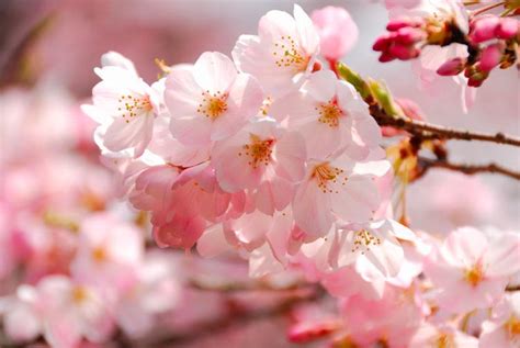 A Popular American Flowering Cherry Prunus X Yedoensis Akebono