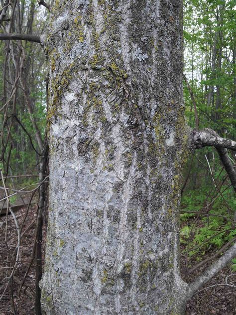 Balsam Poplar Facts And Uses