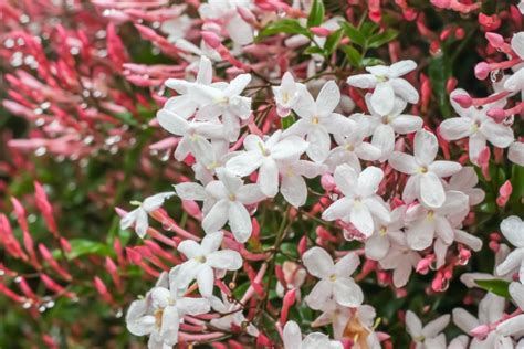 10 Different Types Of Jasmine Plants Photos Garden Lovers Club