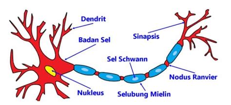 Alurnya dari reseptor sebagai penerima rangsangan, dibawa neuron ke sumsum tulang belakang. Jaringan Saraf - Pengertian, Letak, Jenis, Struktur, Fungsi, Gambar