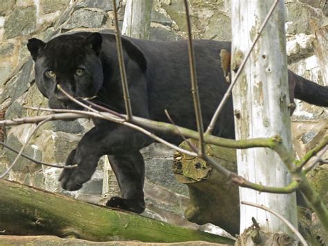 Black Jaguar Edinburgh Zoo A Photo On Flickriver