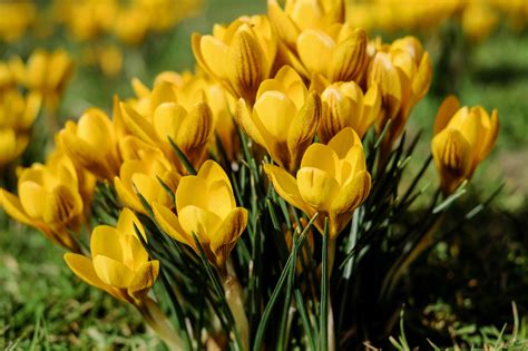 Wallpaper Field Yellow Spring Snowdrops Crocus Flower Tulip