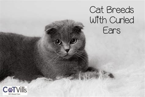 6 Charming Cat Breeds With Curled Ears That Youll Love