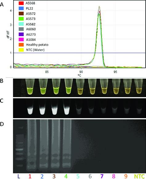 Specificity Determination Of Lamp Assay Developed For Detection Of
