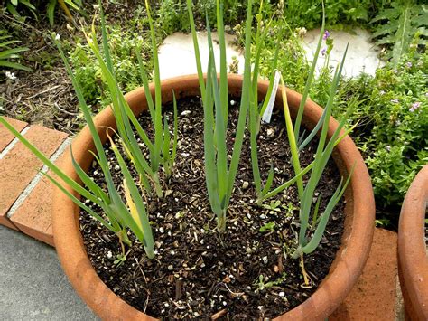 How To Grow Bunching Onions In A Container Updated 2023