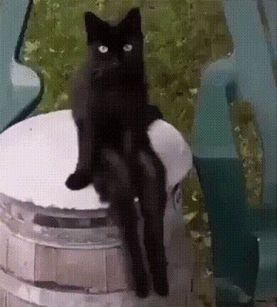 Create Meme Cat Sitting Gif Black Cat Funny Black Cats Funny Photos