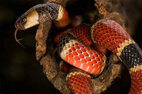 Are Coral Snakes Venomous Or Poisonous Reptile School