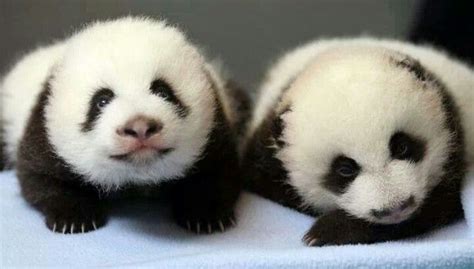 Baby Panda Twins At Atlanta Zoo Cute Animals Pinterest