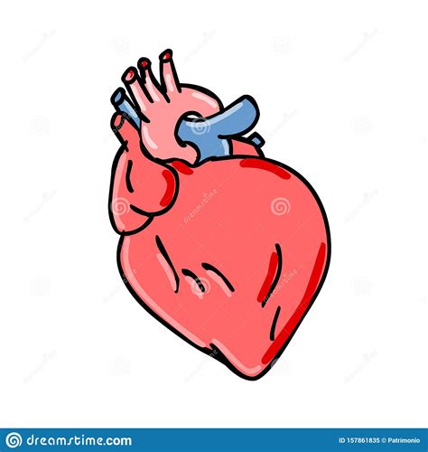 Human Heart Cartoon Stock Vector Illustration Of Organ 157861835