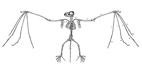 Skeleton ribs | skeletons | rib cage | human anatomy | black and white | art print. Bat-Skeleton-Vintage-GraphicsFairy1 - The Graphics Fairy
