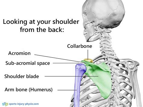 肩撞击 肩痛的常见原因运动伤害理疗 Beplay3体育app官方下载