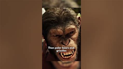 The Dark Truth About Chimpanzees They Are Not Cute Chimpanzees Youtube