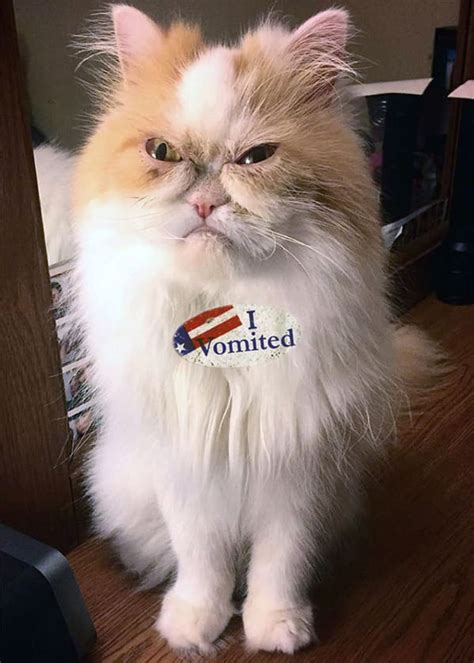 Cats Wearing I Vomited Stickers Make Elections Worth It 10 Pics