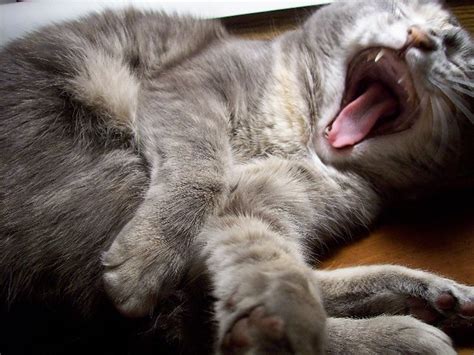 Yawn My Kitty Raynbo Yawning How Cute D Shelby H Flickr