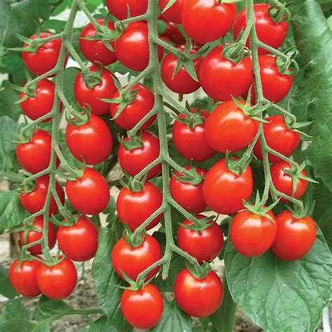 Natures Bites Hybrid Tomato Cherrygrape Tomato Seeds Totally Tomatoes