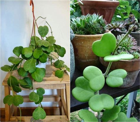 Vente en ligne de cactus, plantes grasses et succullentes de collection, agaves et tillandsias prés de perpignan dans les pyrénés orientales. Tout savoir sur le Hoya Kerri: une plante mignonne dont ...