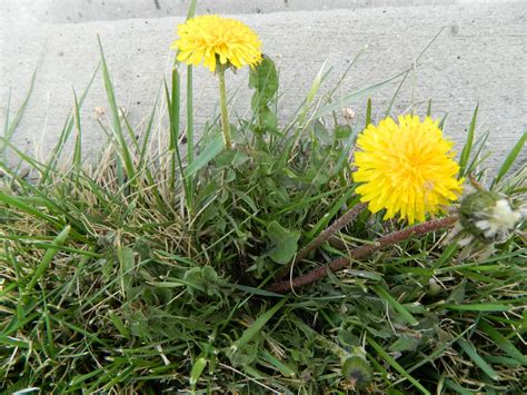 How To Rid Dandelions From Lawn